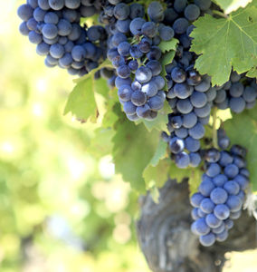Photo of grape bunches on vine