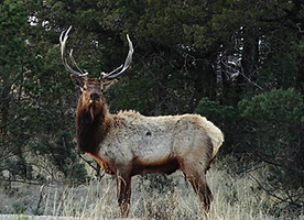 An elk