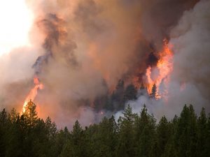 Little Queens Fire, Boise NF, Atlanta, Idaho, 2013