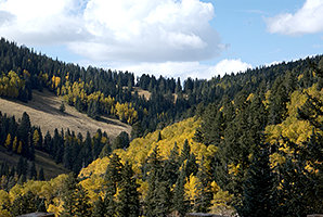 Pines Aspens