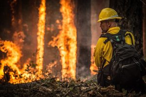 Photo of wildland firefighter and burning trees