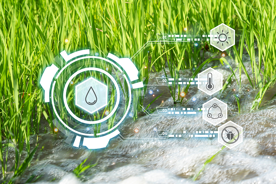 Agriculture concept image with rice field and water in backgrounc
