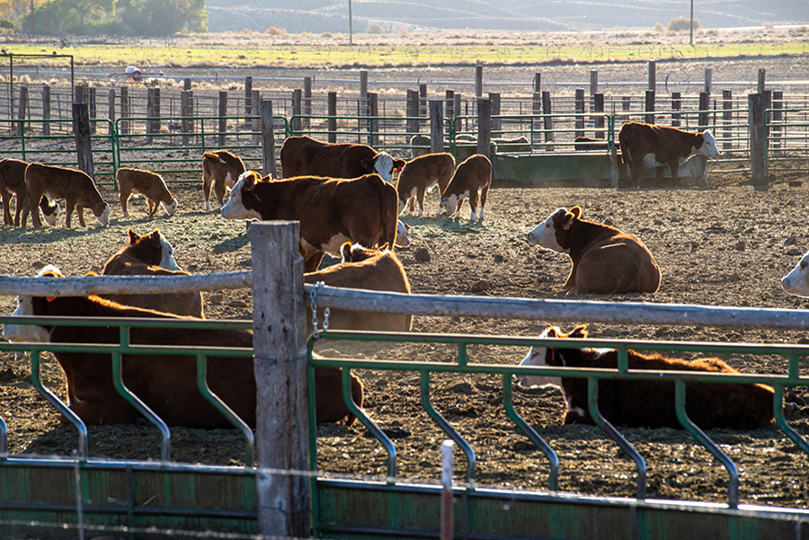 Photo of cattle in fenced stock yard