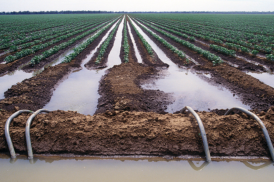Photo of crops in field with water from culvert between rows